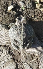 Incilius occidentalis
