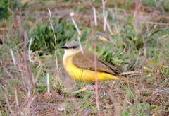 Machetornis rixosa