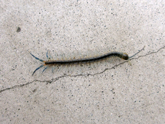 Scolopendra japonica