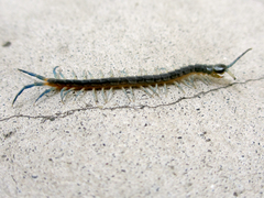 Scolopendra japonica