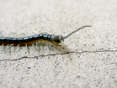 Scolopendra japonica