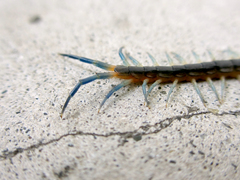 Scolopendra japonica