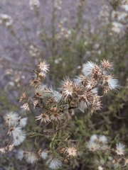 Baccharis paniculata