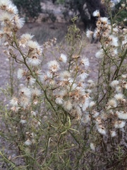 Baccharis paniculata