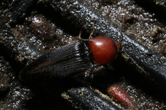 Ampedus rubricus