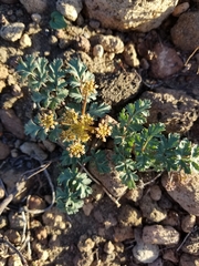Lomatium martindalei