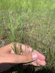 Eleocharis nitida