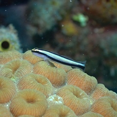 Elacatinus genie