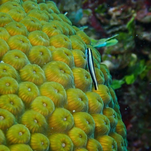 Cleaner goby (Elacatinus genie) — Gobiidae — 3