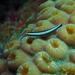 Elacatinus genie