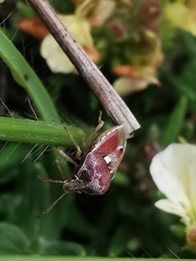Stagonomus bipunctatus bipunctatus