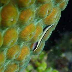 Elacatinus genie