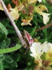 Stagonomus bipunctatus bipunctatus