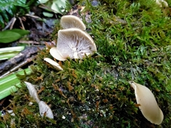 Conchomyces bursiformis