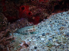 Gnatholepis thompsoni