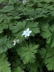 Anemonastrum baicalense