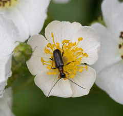 Rhagiini