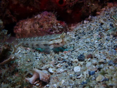 Gnatholepis thompsoni