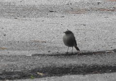 Phoenicurus ochruros