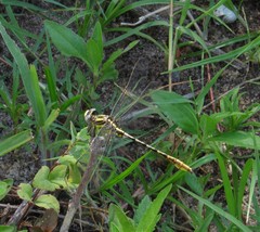 Phanogomphus militaris