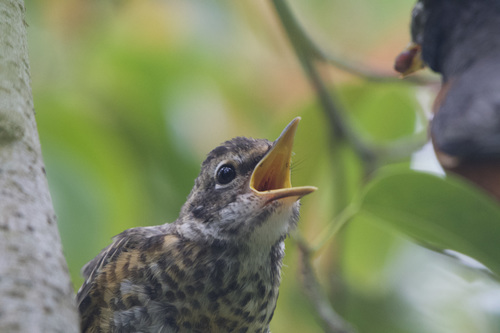 American Robin photographed in California