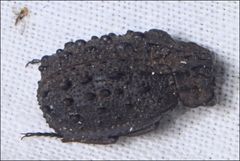 Omorgus australasiae