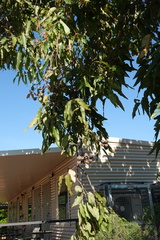 Corymbia ptychocarpa ptychocarpa