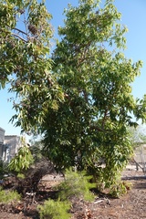 Corymbia ptychocarpa ptychocarpa