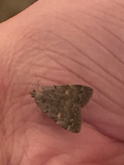 Idia diminuendis