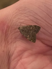 Idia diminuendis