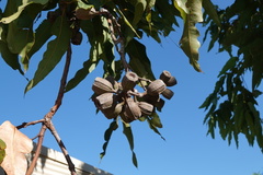 Corymbia ptychocarpa ptychocarpa