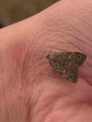 Idia diminuendis