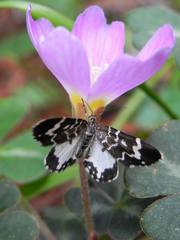 Trichodezia californiata