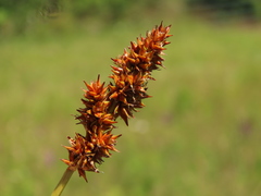 Carex densa