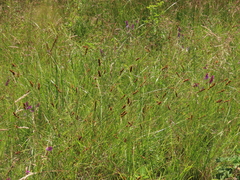 Carex densa
