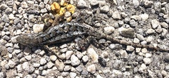 Sceloporus olivaceus