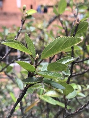 Magnoliopsida