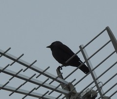 Corvus monedula