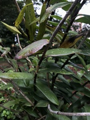 Epidendrum