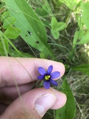Sisyrinchium mucronatum