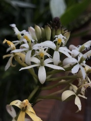 Epidendrum