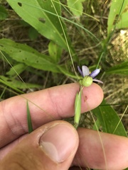 Sisyrinchium mucronatum