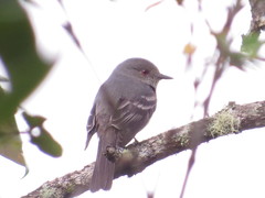 Knipolegus poecilurus