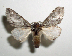 Cecrita belfragei