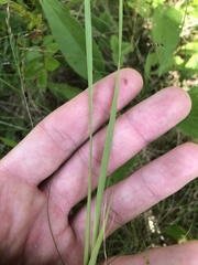 Sisyrinchium mucronatum