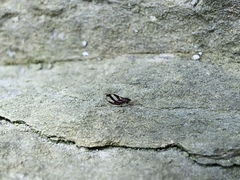 Phylloplecta tripunctata