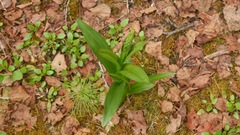 Platanthera dilatata