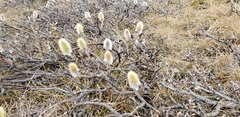 Salix richardsonii