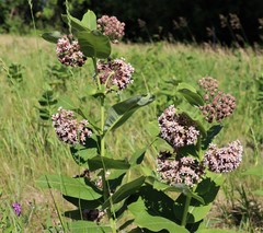 Asclepias syriaca