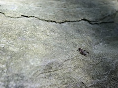 Phylloplecta tripunctata